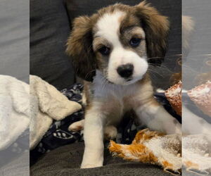 Cocker Spaniel-Unknown Mix Dogs for adoption in Fort Wayne, IN, USA