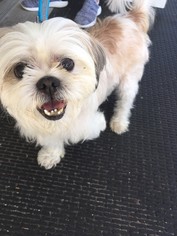 Shih Tzu Dogs for adoption in Virginia Beach, VA, USA