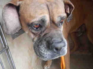 Boxer Dogs for adoption in San Antonio, TX, USA