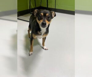 Chihuahua-Unknown Mix Dogs for adoption in Temple, TX, USA
