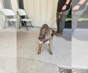 American Pit Bull Terrier Dogs for adoption in Temple, TX, USA