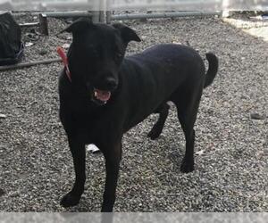 Labrador Retriever Dogs for adoption in Ames, IA, USA