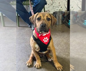 American Staffordshire Terrier-Unknown Mix Dogs for adoption in Holly Springs, NC, USA