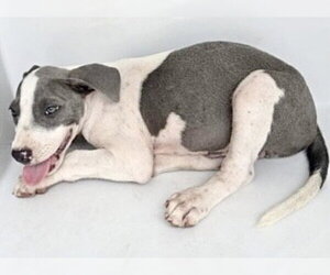 Mutt Dogs for adoption in Houston, TX, USA