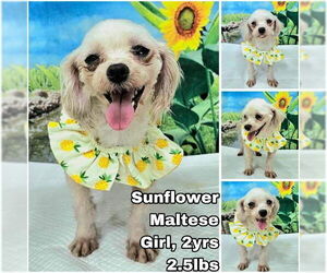 Maltese Dogs for adoption in Seattle, WA, USA