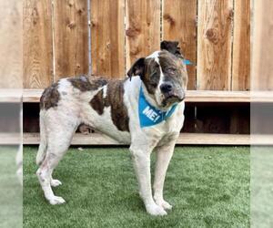 American Bulldog Dogs for adoption in Pacific Grove, CA, USA