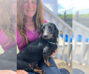 Dachshund Dogs for adoption in York, SC, USA
