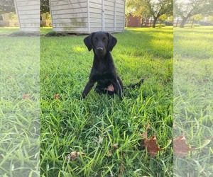 Labrador Retriever-Unknown Mix Dogs for adoption in Oakhurst, NJ, USA