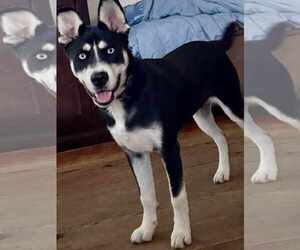 Siberian Husky Dogs for adoption in Holly Springs, NC, USA