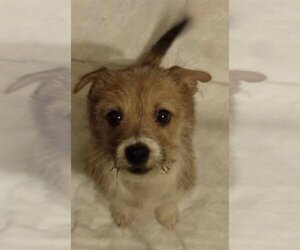 ShiChi Dogs for adoption in San Antonio, TX, USA