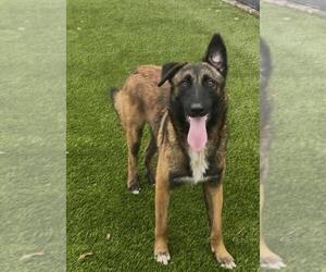 German Shepherd Dog-Unknown Mix Dogs for adoption in Stevens Point, WI, USA