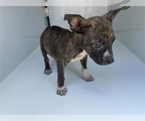 American Pit Bull Terrier-Unknown Mix Dogs for adoption in Houston, TX, USA