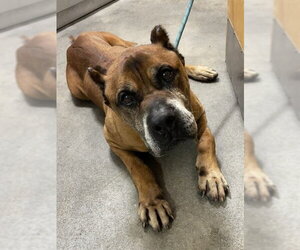 Mutt Dogs for adoption in Forestville, MD, USA