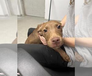 Labrador Retriever-Unknown Mix Dogs for adoption in Palmetto, FL, USA