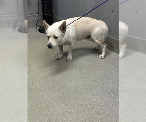 German Shepherd Dog-Unknown Mix Dogs for adoption in Las Vegas, NV, USA