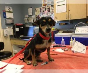 Miniature Pinscher Dogs for adoption in Riverside, CA, USA