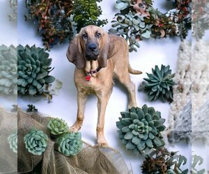 Bloodhound Dogs for adoption in Sanderson, FL, USA