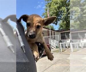 German Shepherd Dog-Unknown Mix Dogs for adoption in Houston, TX, USA