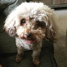 Poodle (Miniature) Dogs for adoption in Decatur, GA, USA