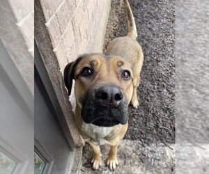 Bullmastiff-German Shepherd Dog Mix Dogs for adoption in London, Ontario, Canada