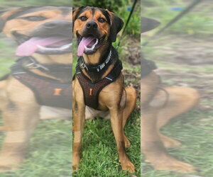 Mutt Dogs for adoption in St. Augustine, FL, USA
