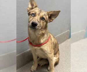 Catahoula Leopard Dog-Unknown Mix Dogs for adoption in Las Vegas, NV, USA