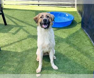 Anatolian Shepherd-Unknown Mix Dogs for adoption in Orange, CA, USA