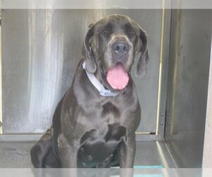 Great Dane Dogs for adoption in Orange, CA, USA