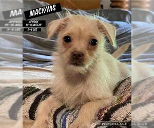 Malchi Dogs for adoption in Columbia, TN, USA