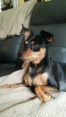 Miniature Pinscher Dogs for adoption in Alexandria, KY, USA