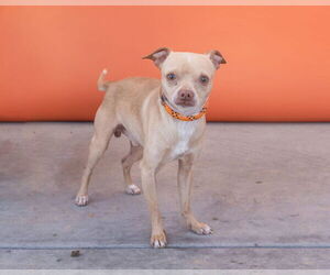 Chihuahua Dogs for adoption in Pasadena, CA, USA