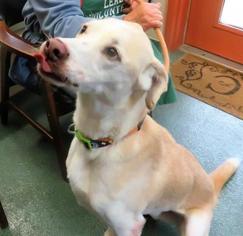 Greyhound Dogs for adoption in Franklin, TN, USA