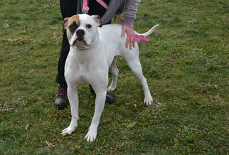 American Bulldog Dogs for adoption in Akron, OH, USA