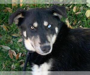German Shepherd Dog-Siberian Husky Mix Dogs for adoption in Santa Clarita, CA, USA