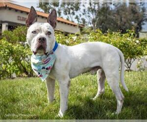 Bull Terrier-Mastiff Mix Dogs for adoption in See Website, CA, USA