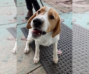 Bassetdor Dogs for adoption in Rustburg, VA, USA