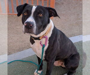 Mutt Dogs for adoption in Las Vegas, NV, USA