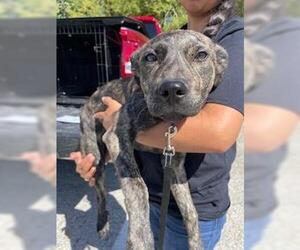 Labrador Retriever-Unknown Mix Dogs for adoption in Rosenberg, TX, USA