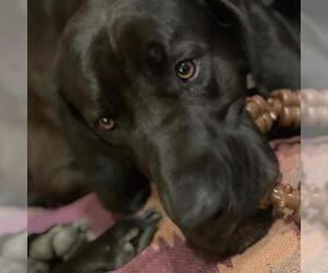 Great Dane Dogs for adoption in Potomac, MD, USA