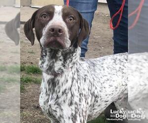 German Shorthaired Pointer Dogs for adoption in Washington, DC, USA