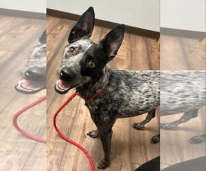 Mutt Dogs for adoption in Coralville, IA, USA