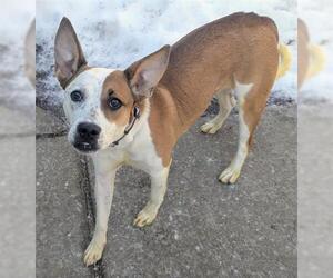 American Foxhound-Unknown Mix Dogs for adoption in Akron, OH, USA