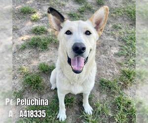 Siberian Husky-Unknown Mix Dogs for adoption in Conroe, TX, USA