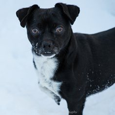 Jug Dogs for adoption in Anchorage, AK, USA