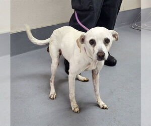 Beagle-Unknown Mix Dogs for adoption in Louisville, KY, USA