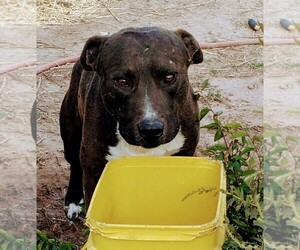 American Staffordshire Terrier Dogs for adoption in Pena Blanca, NM, USA