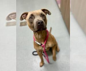 American Pit Bull Terrier Dogs for adoption in Baytown, TX, USA