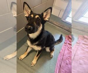 German Shepherd Dog-Unknown Mix Dogs for adoption in Baytown, TX, USA
