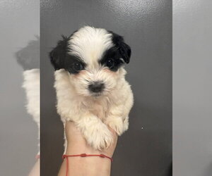 Maltipoo (Miniature) Dogs for adoption in Studio City, CA, USA