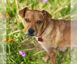 Chihuahua-Unknown Mix Dogs for adoption in San Diego, CA, USA